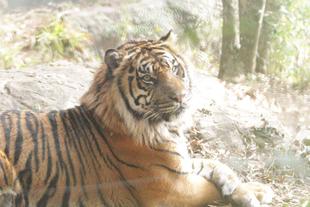 ひな祭りの日には・・・