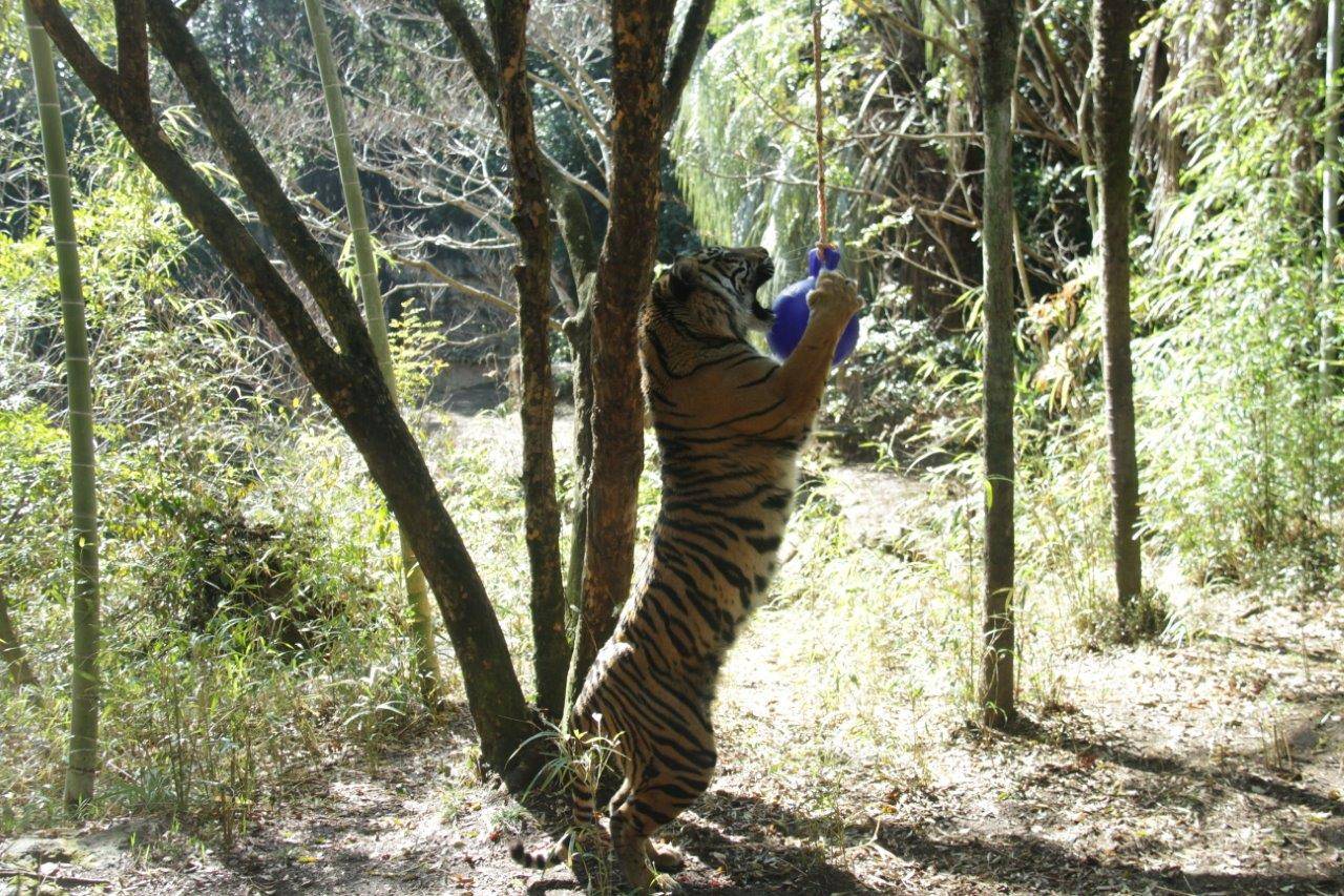 久しぶりにジョリーボールを与えました!の写真
