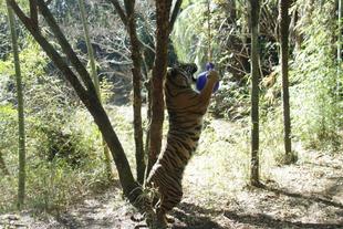 久しぶりにジョリーボールを与えました!