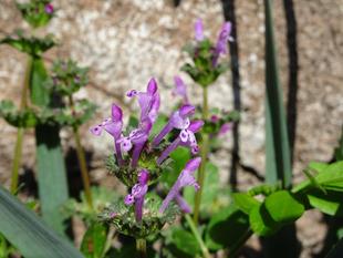 ～　？ホトケノザ？ホトケノザ？　～