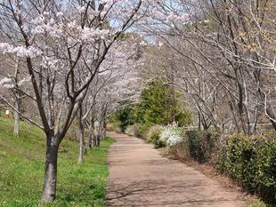 桜情報をお届け⑦