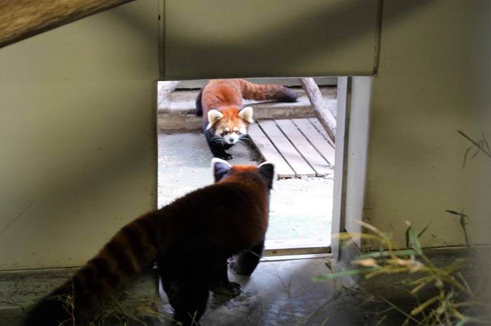 キクとまめたろう⑤の写真