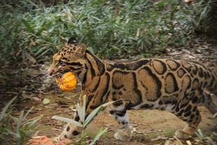 昔を振り返ると・・・（ウンピョウ編）