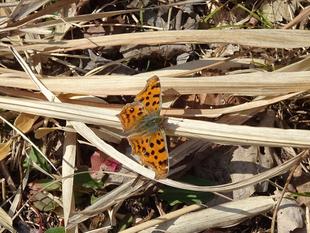 ~ 啓蟄(けいちつ) ~