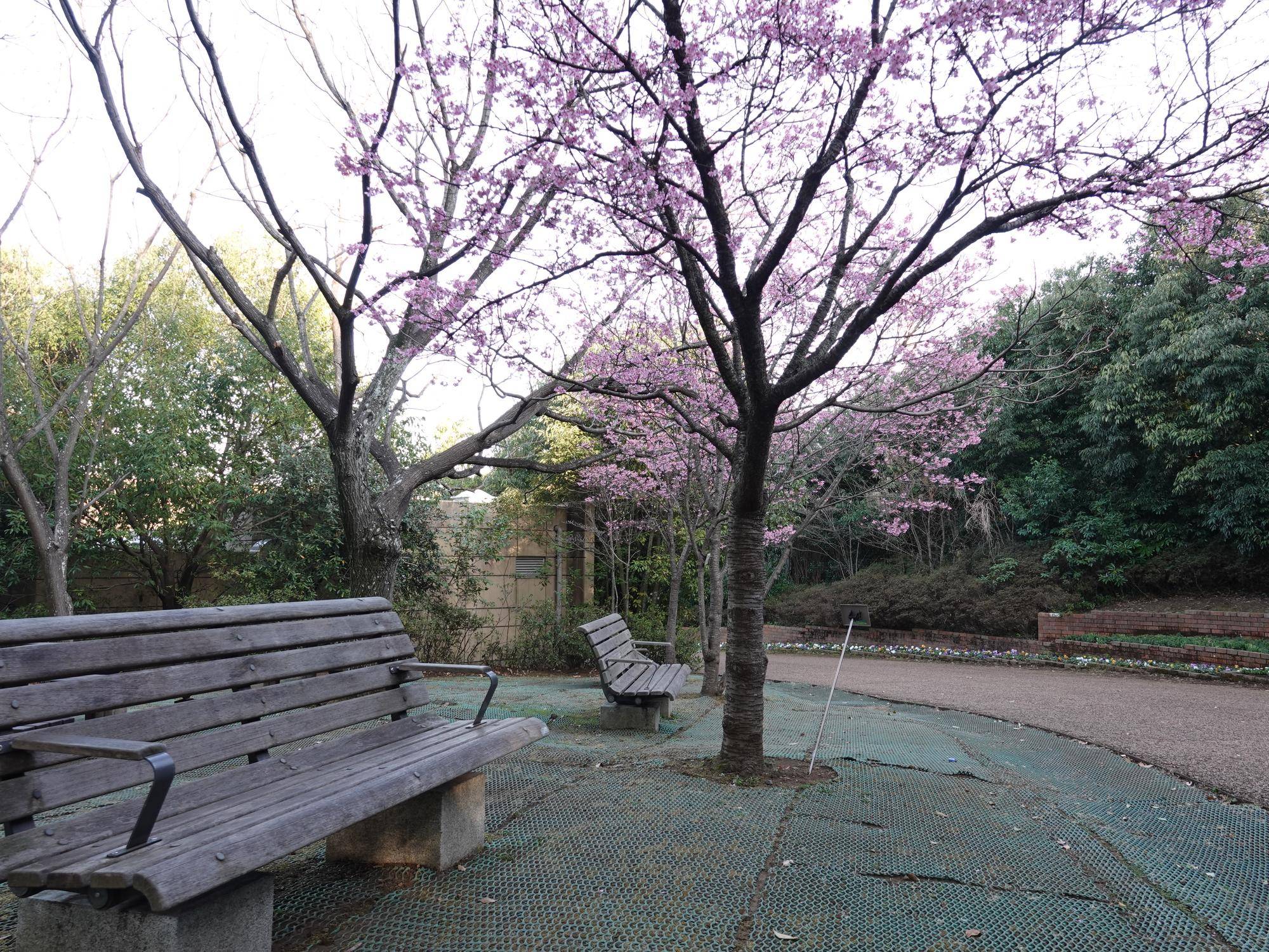 桜情報をお届け③の写真