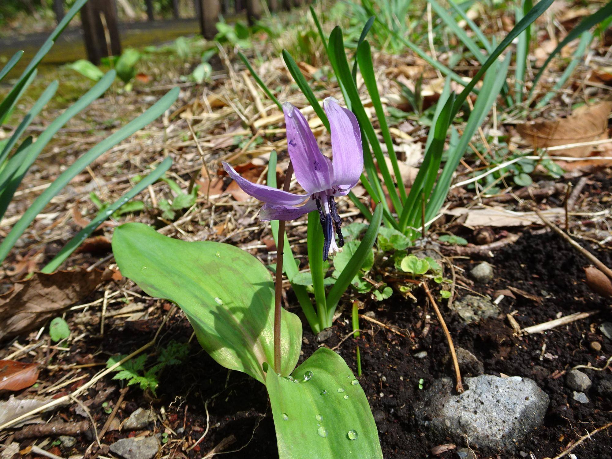 ~ 春の花 白・紫編 ~の写真