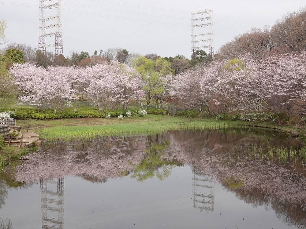 桜情報をお届け⑧の写真