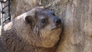 ケープハイラックスの誕生日