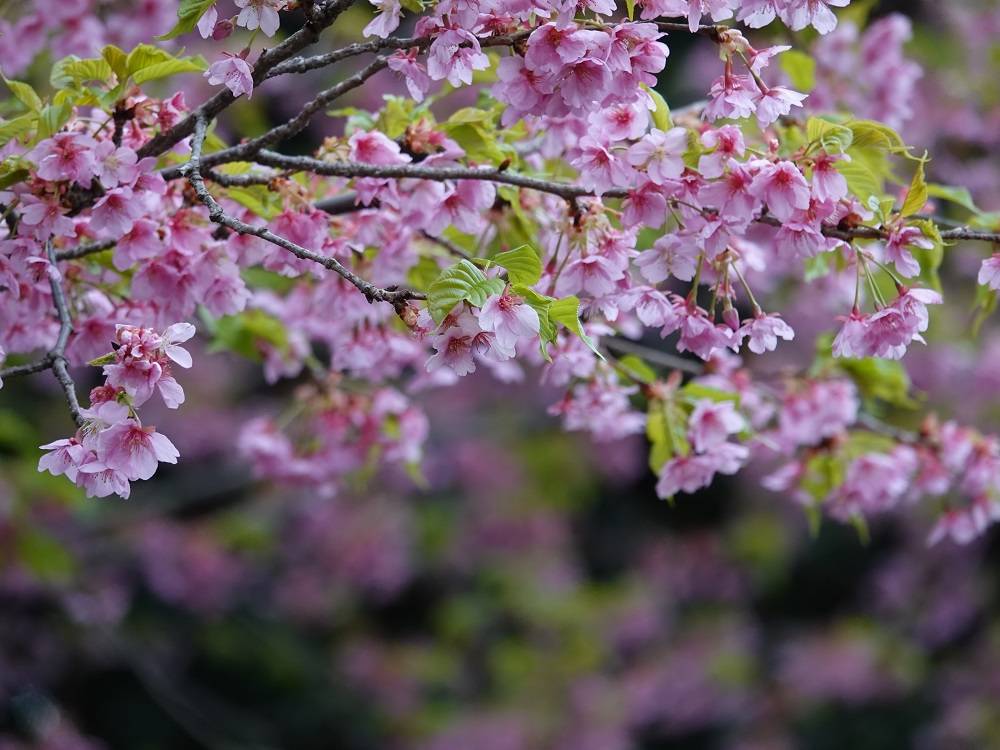 桜情報をお届け④の写真
