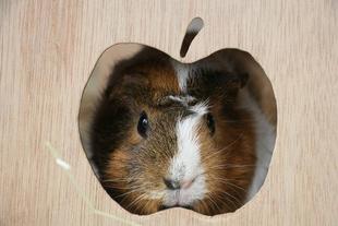 モルモットたちの過ごし方