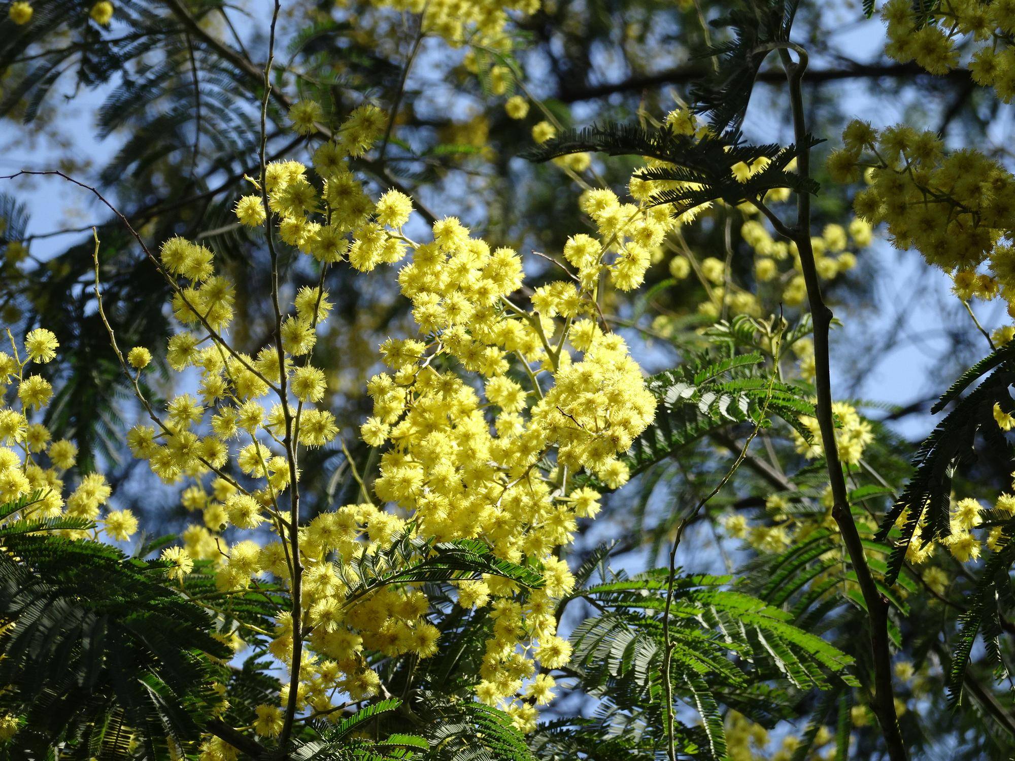 ~ 春の花 まだある黄色・白 ~の写真