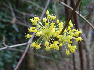 ~ 春の花  黄色編 ~