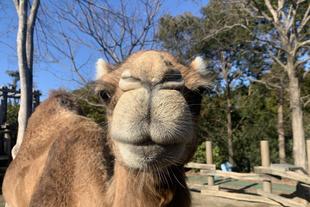 ラクダのハナ見