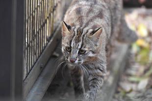ズーラシアのツシマヤマネコたち