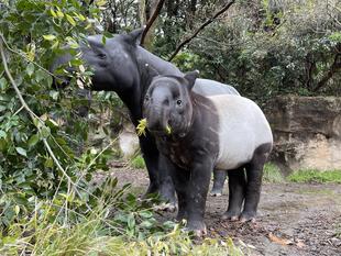 うり坊成長日記　祝！100日記念！！！！編