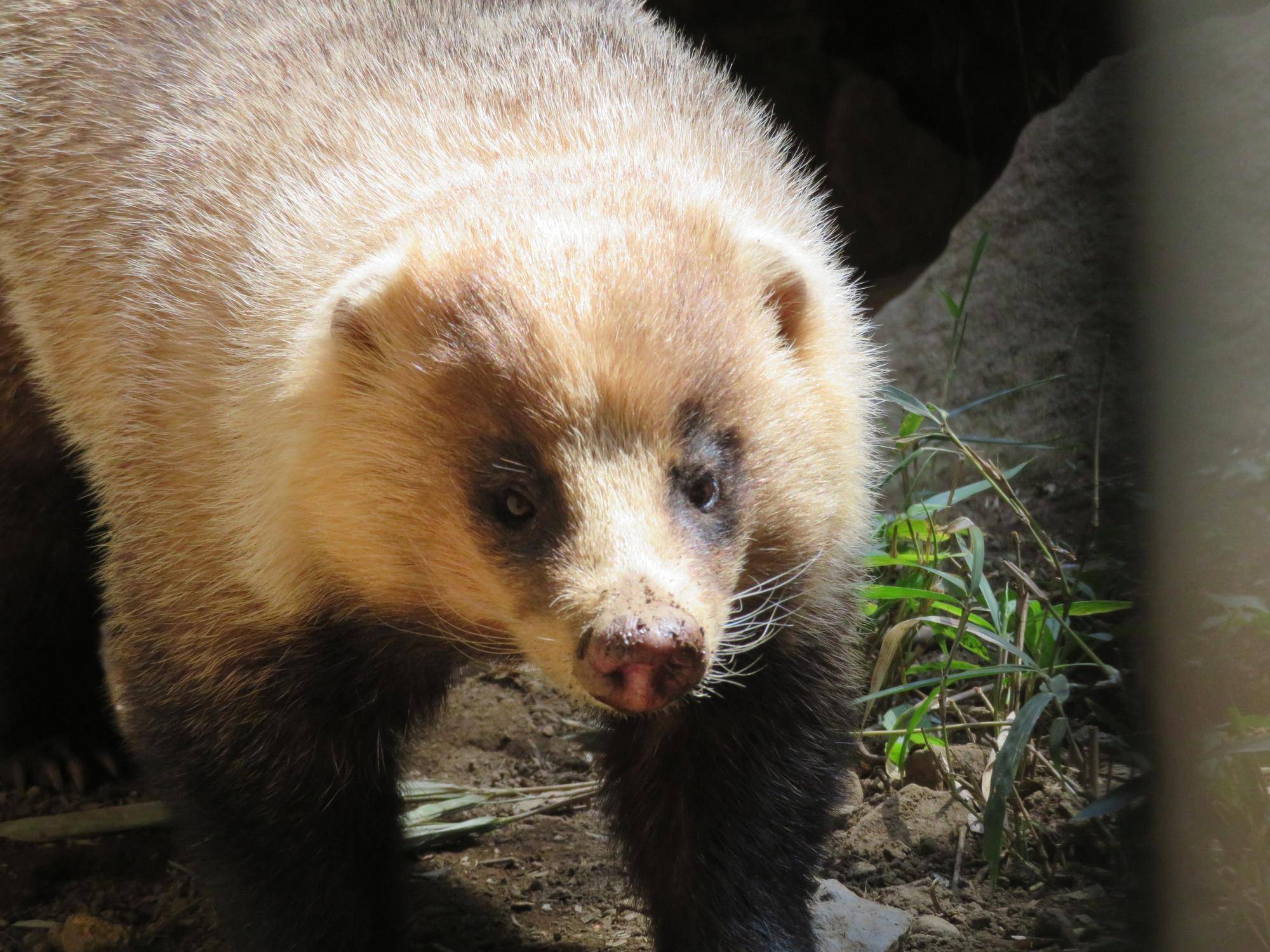 よく動くアナグマたちの写真