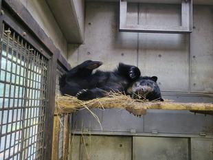 メガネグマの休息風景・・・①