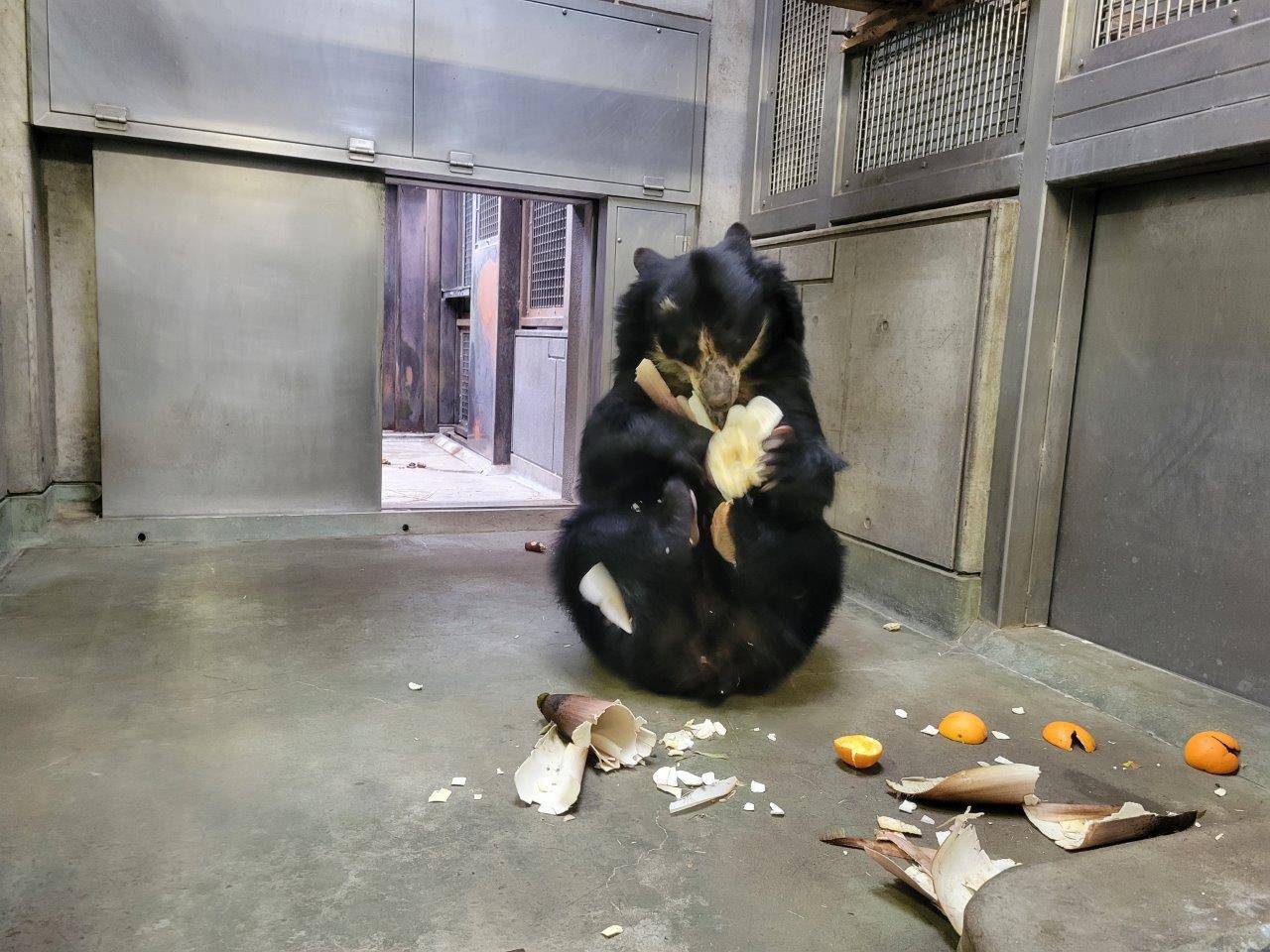 メガネグマにタケノコを与えてみました(*^^)vの写真