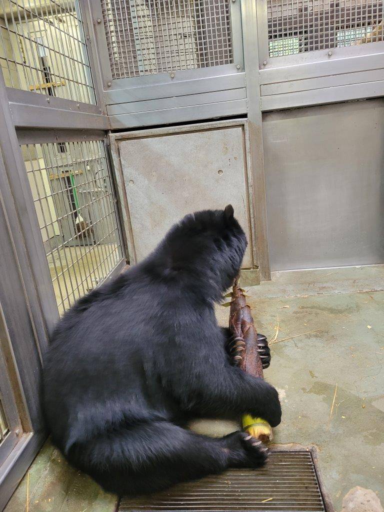 メガネグマにタケノコを与えてみました(美雪編)の写真