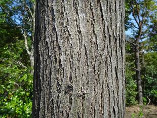 ～　擬態☆見つけたい！　＃1　～