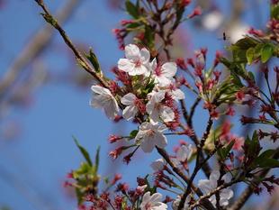 桜情報をお届け⑩