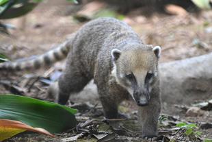 よく動くベンジャミン