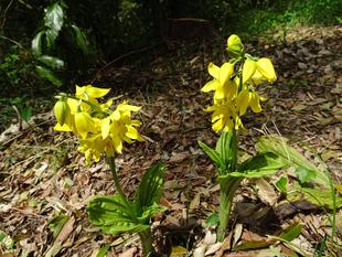 ～　自然体験林　4月編　～