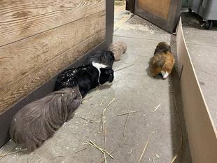 脱走犯⁉　Returns