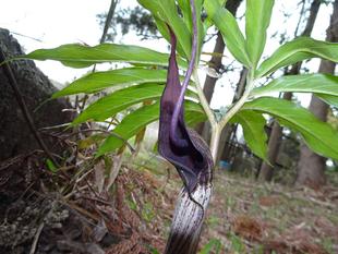 ～　ウラシマソウ　～