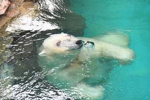 「奇跡のショット（水の錯覚編）」っていうお話