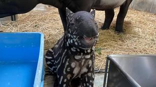 うり坊成長日記 未公開ショット編