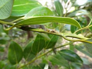 ～　コミミズク　～