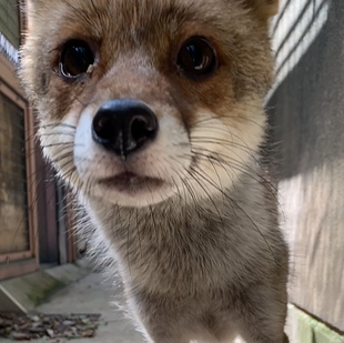 大分昔の話になってしまいましたが・・・（前編🦊）