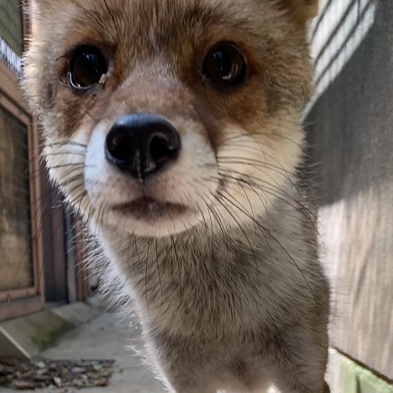 大分昔の話になってしまいましたが・・・(前編🦊)の写真