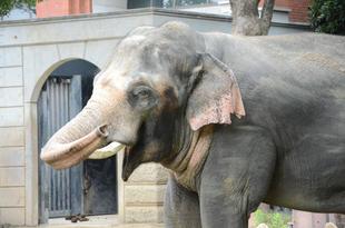 インドゾウの展示場に砂山出現の巻！