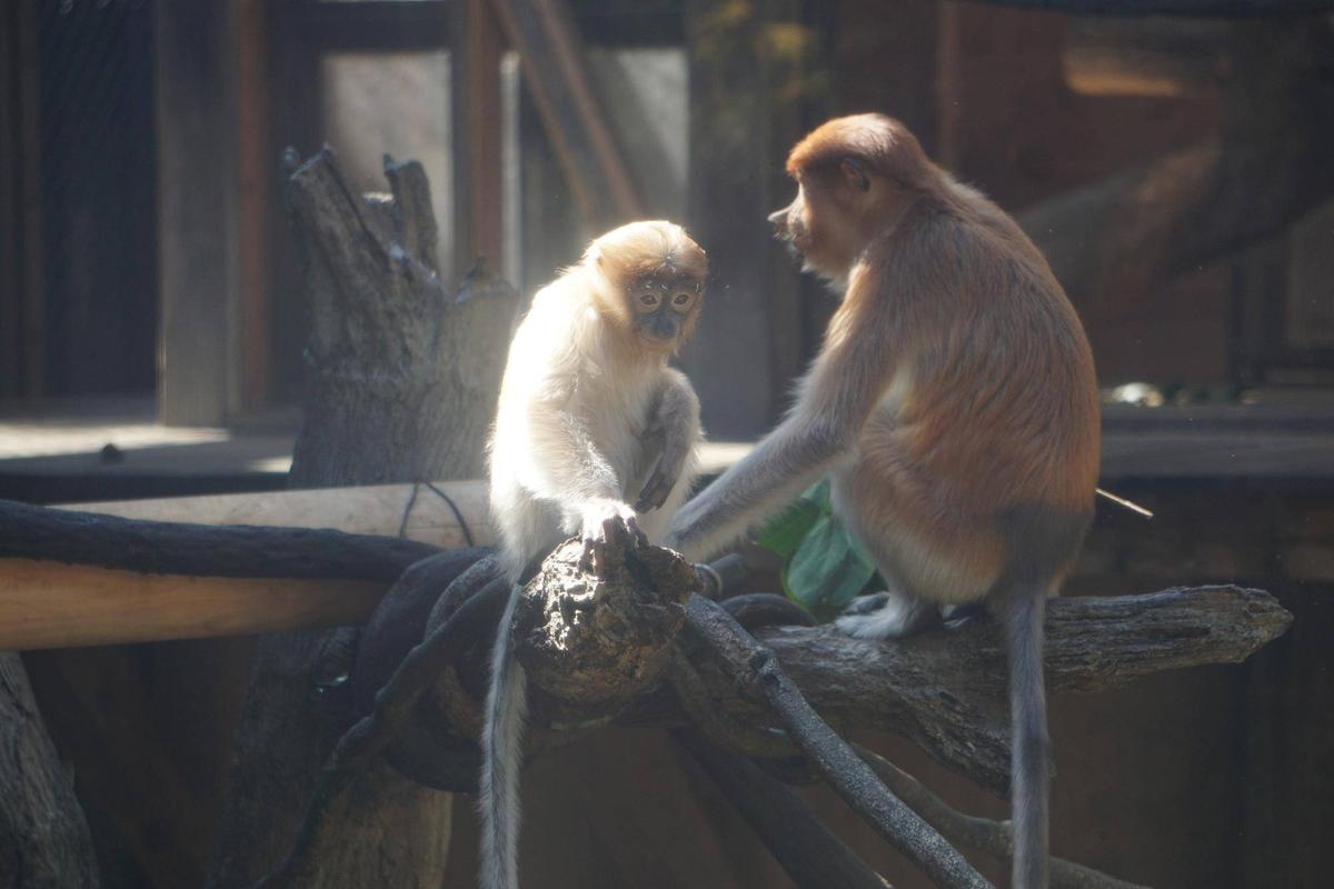 くまザルページ テングザル展示場に変化が！☆*+。|飼育日誌｜ブログ|よこはま