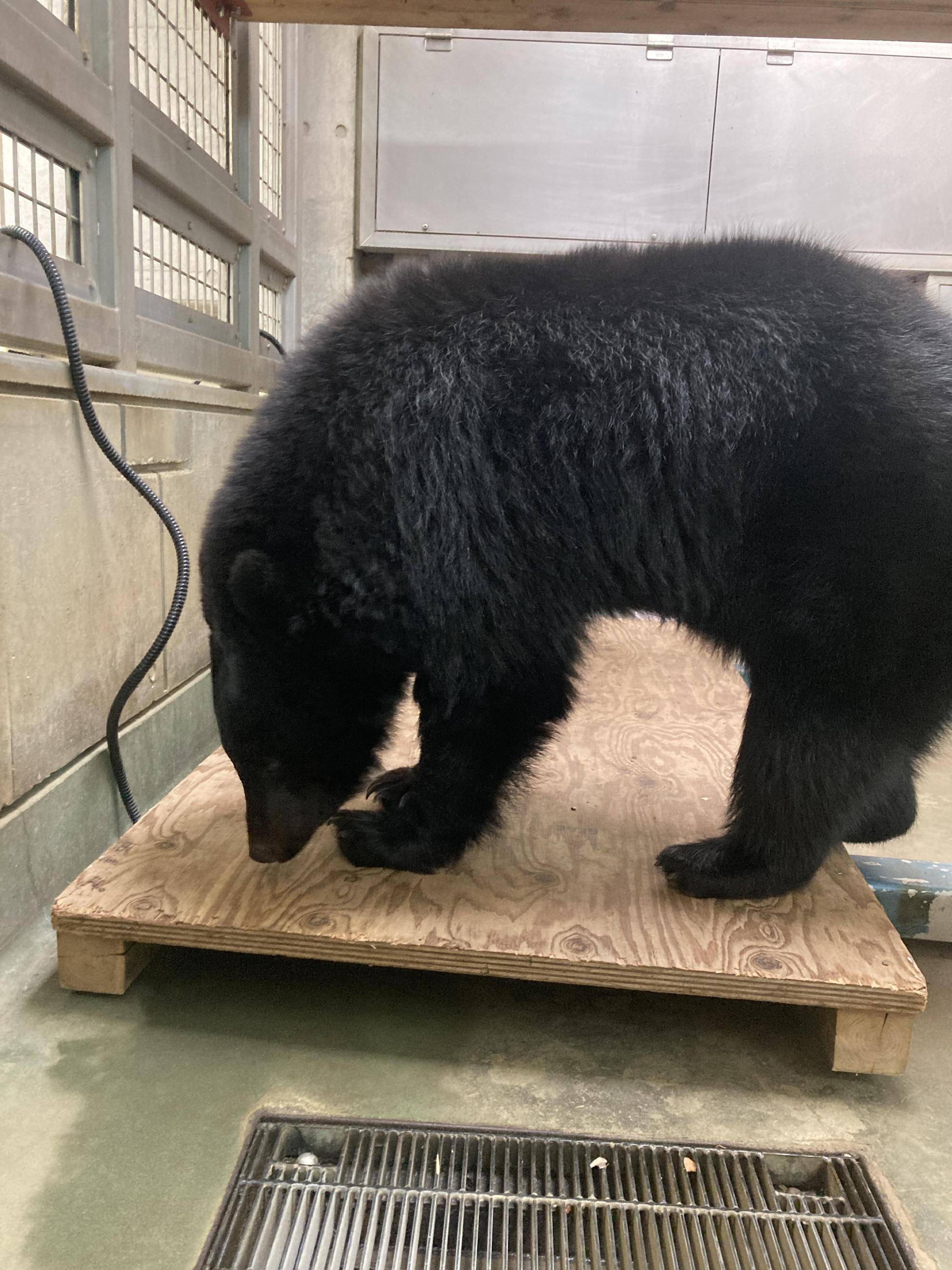 メリー体重計に乗る