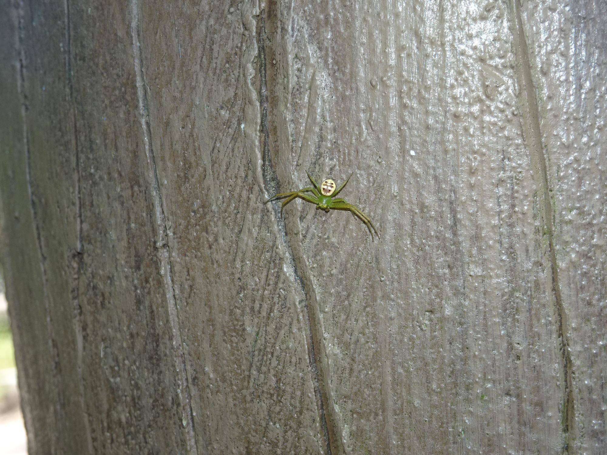 ~ スマイル! ~の写真