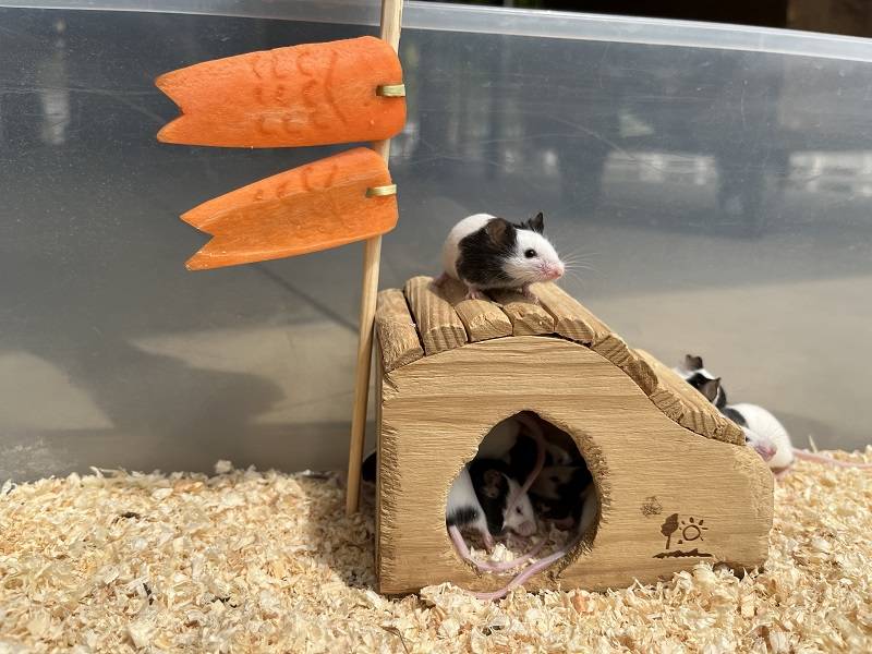 こどもの日の写真
