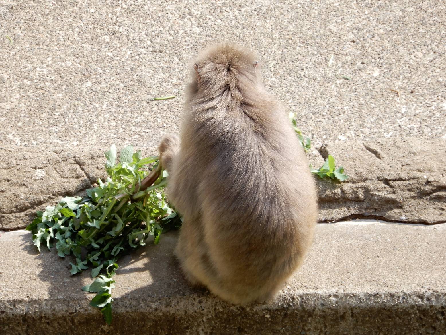 春といえば!旬の・・・あげてみました★の写真