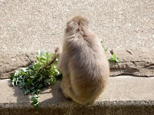 春といえば!旬の・・・あげてみました★