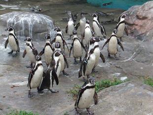 世界ペンギンデー