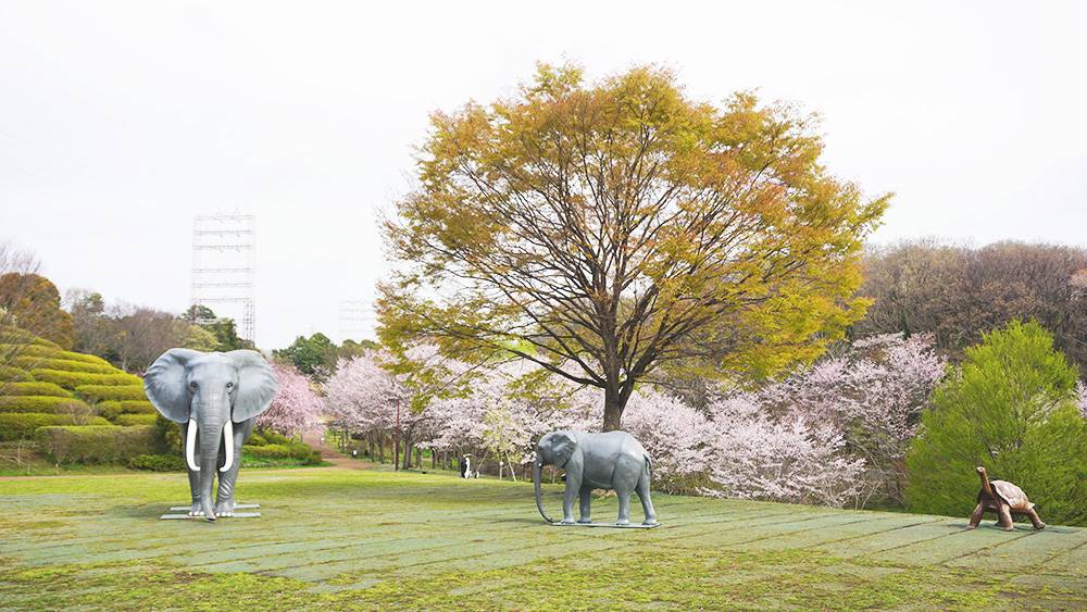 桜情報をお届け⑨の写真