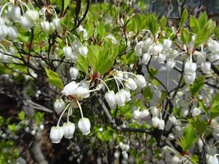 ～　横浜市旭区の木　～