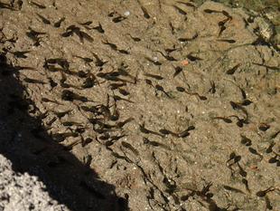 ～　おたまじゃくし　～