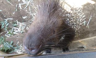 ジューンベリーの花咲く季節