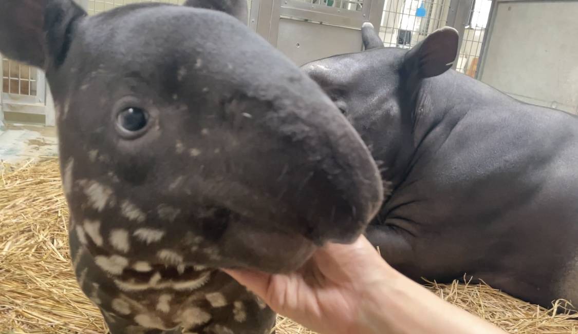 うりぼう成長日記 ブラッシング編の写真