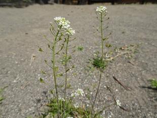 ～　草花遊び　～