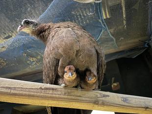 カンムリセイランぴよぴよ通信【最終回】
