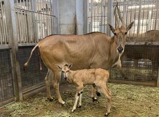 ブーツの成長報告です